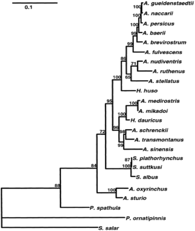 Cytochrome-b Tree