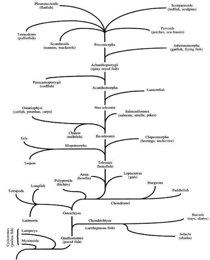 Fish Phylogeny Chart
