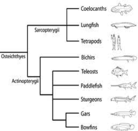 Mitochondrial Phylogeny