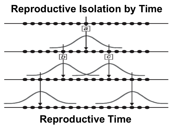 Reproductive Isolation Time Chart