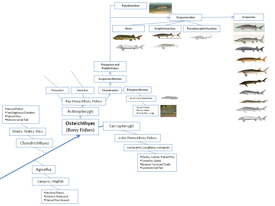 Sturgeon Phylogeny