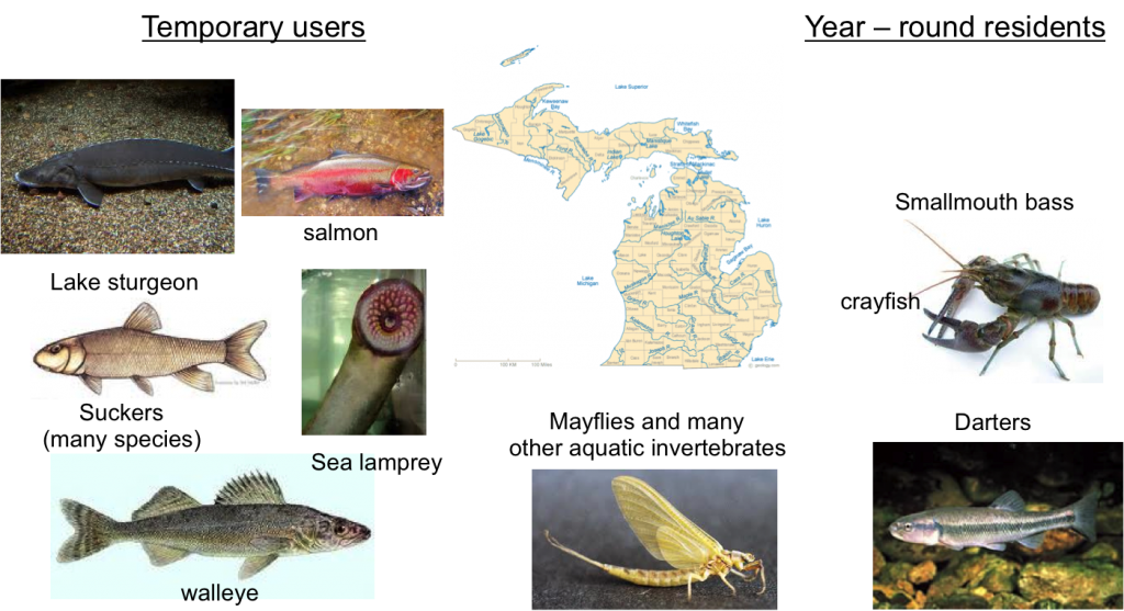 Great Lakes Species