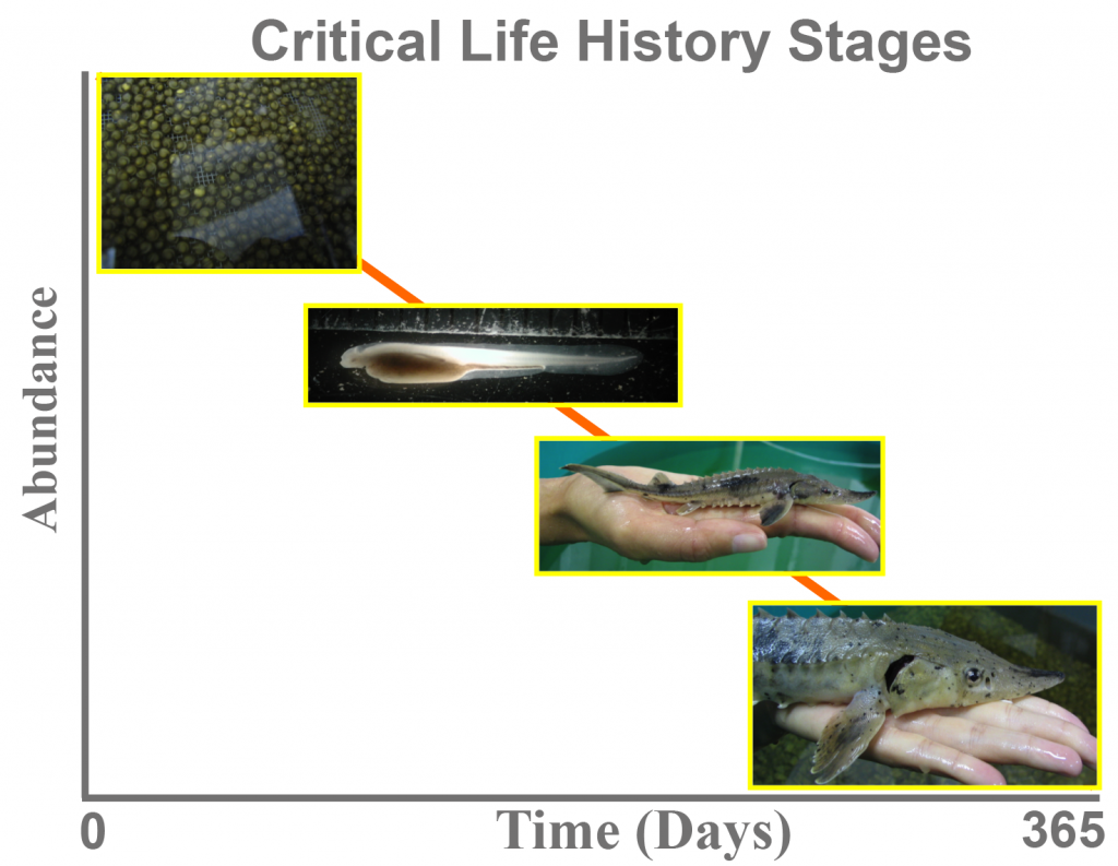 Life History Stages