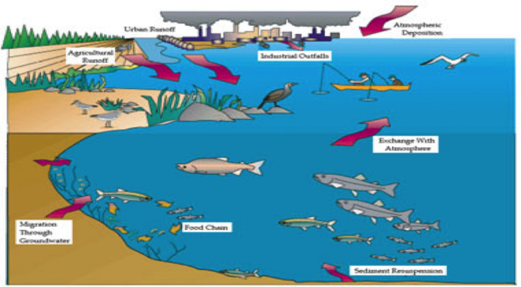 Great Lakes Ecosystems | Great Lakes Sturgeon