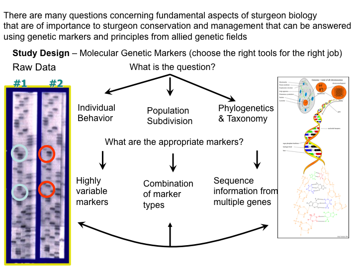 Molecular Markers Diagram