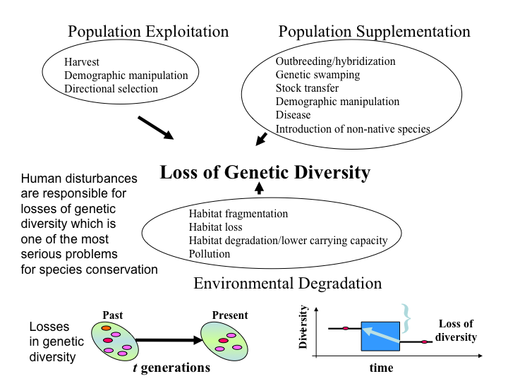 Loss of Genetic Diversity