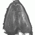 Section of Sturgeon Fin